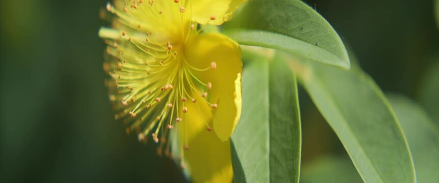 Close-up of Hypericaceae family plant inflorescence 4K scope video