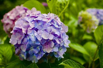 Purple hydrangea flower in bloom with lush green leaves, soft natural light
