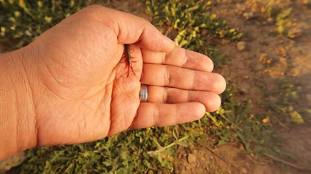 A centipede calmly crawls on a biologist's hand, proving it&rsquo;s harmless unless provoked. Ideal for educational content, science documentaries, or insect behavior studies.