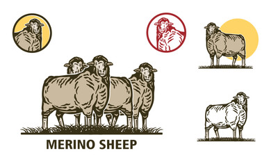 great merino sheep standing at farm logo, silhouette of strong and healthy ram vector illustrations