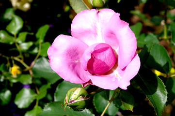 ピンク色の薔薇の花が咲いています
