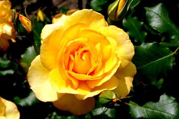 黄色いバラの写真