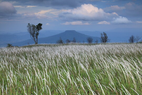 White cogongrass ( Imperata cylindrica) flowers sway in the wind alongside Phu Ho peak (Thai Fuji mount)
 a distinctive feature of Loei Province.
Phu Luang Wildlife Sanctuary, Loei Province . THAILAND
