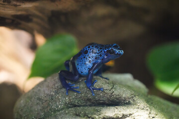 Portrait of a blue poison dart frog. Amphibian close-up. Dendrobatidae. Poison dart frog.

