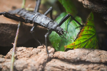 Portrait of a thorny stick insect. Close-up of the insect. Eurycantha calcarata.
