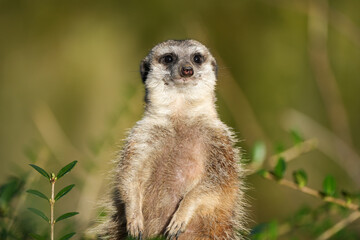 Portrait of an alert meerkat in nature. Close-up of the animal. Suricata suricatta.
