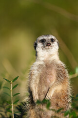 Portrait of an alert meerkat in nature. Close-up of the animal. Suricata suricatta.
