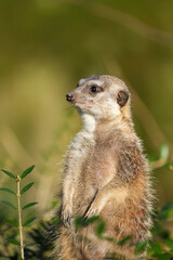 Portrait of an alert meerkat in nature. Close-up of the animal. Suricata suricatta.
