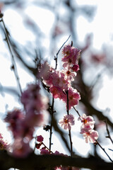 This closeup showcases pink blossoms against a soft, blurred background, capturing natures beauty