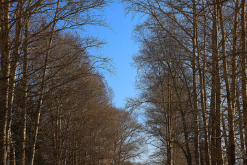 early spring or late autumn nature view trees without leaves, landscape nature park