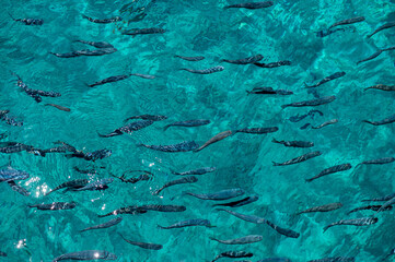 Swimming fish in crystal clear waters of Crete, Greece