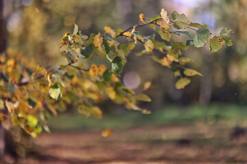 autumn park, nature landscape, trees in a seasonal background