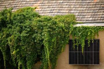 Hinterhof mit Efeu bewachsen mit einer Solaranlage an der gelben Wand