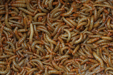 Background Mealworm is a pest that destroys wheat stored in granaries and is used as food for birds and some animals.