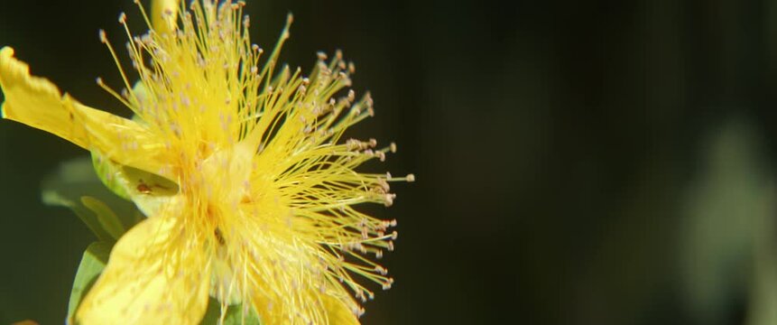 Flower of Jerusalem star in the garden anamorphic 4K video