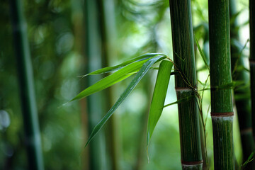 Discover tranquil Japanese forest nature with bamboo tree branches and zen leaves illustrating growth in a serene garden