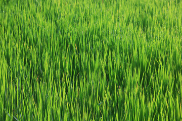 Texture of green fresh grass, rice field close-up