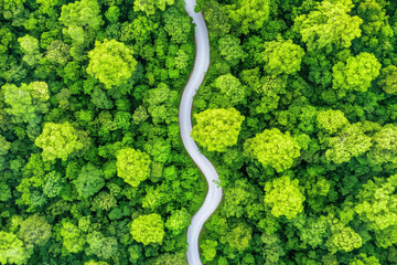 Aerial View of Winding Road Through Dense Green Forest