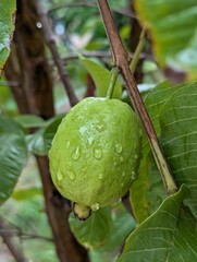 Close up of green guava fruit on the plant 