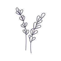 Lavender flowers, single doodle element, botanical coloring. Drawing with a brush or pen.