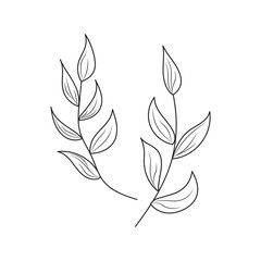 A branch with leaves on a white background, doodle style, single hand-drawn element, botanical coloring