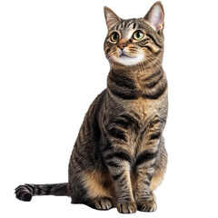 Fototapeta premium Tabby cat sitting alertly looking upward black background isolated on a transparent background