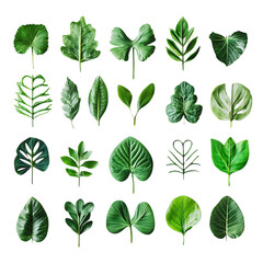 Tropical Leaf Collection: 24 Vibrant Green Leaves for Design Projects