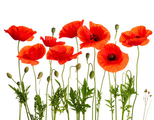  &ldquo;Minimalist Line of Wild Poppy Stems with Flowers and Buds, isolated on a transparent background&rdquo;