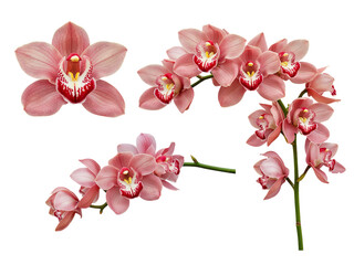 Fototapeta premium Collection of delicate pink orchids with detailed centers isolated on transparent background