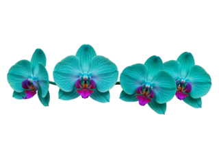 Four vibrant teal orchids with purple accents arranged horizontally isolated on transparent background