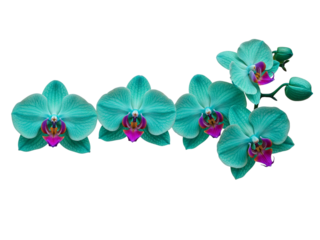 Beautiful teal orchids with purple accents arranged in a flowing line isolated on transparent background