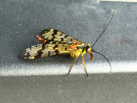 Close-up of male scorpionfly (Panorpa communis) with patterned wings and curved tail, resting on a dark surface.