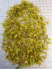 Drying linden flowers and leaves on a cloth to prepare them for storage and later use in tea and...
