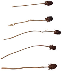 fiori (vaniglioni montagna) essiccati - png