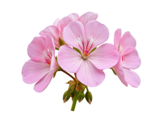 Close up of a cluster of delicate pink geranium flowers with detailed petals and buds isolated on transparent background