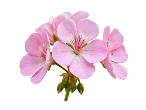 Close up of a cluster of delicate pink geranium flowers with detailed petals and buds isolated on transparent background