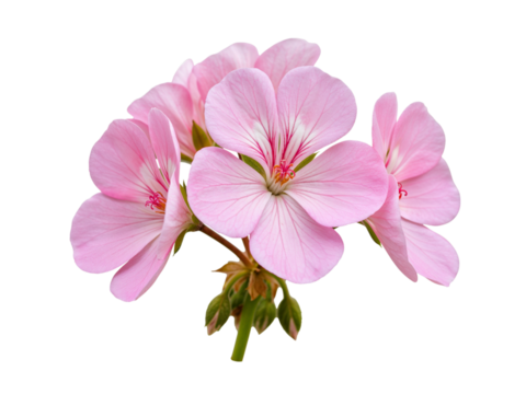 Close up of a cluster of delicate pink geranium flowers with detailed petals and buds isolated on transparent background