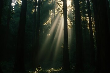 Obraz premium sun rays in the forest