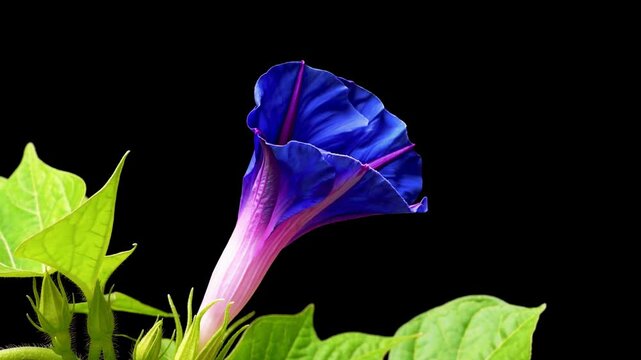Timelapse of Close up of a vibrant blue morning glory blossom with green foliage on a stark black background view