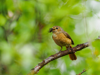 Female Common Redstart, Abisko National Park 