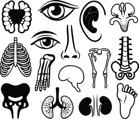 Anatomy Icons: A minimalist and elegant illustration featuring various anatomical elements, providing a clean and informative representation of the human body.