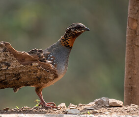 Hill partridge coming out of the greens. Selective focus 