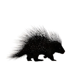  Silhouette of African porcupine with quills extended and walking in profile, isolated on transparent background