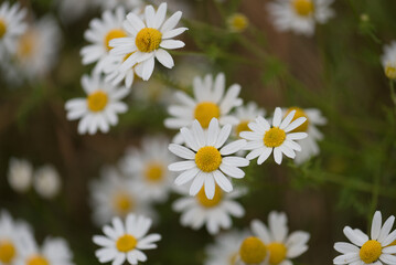 SUMMER LANDSCAPE - Blooming chamomile flowers in the field