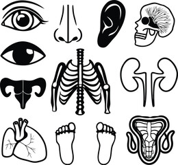 Anatomy of Human: A concise illustration showcasing key human body parts for educational or medical use, perfect for understanding the intricate framework