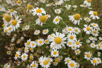 SUMMER LANDSCAPE - Blooming chamomile flowers in the field