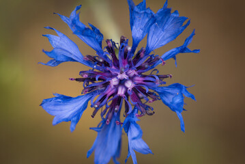 CONFLOWER - A beautiful flowering plant in a the field
