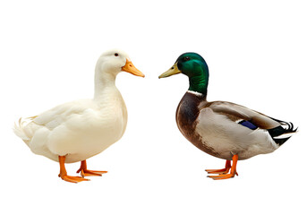 Obraz premium Pekin and Mallard Ducks A Comparative View isolated on transparent background
