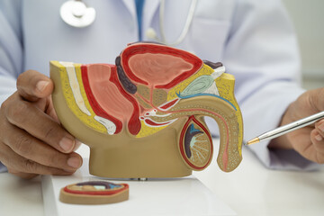 Male reproductive system, Asian doctor holding human anatomy model for study diagnosis and...