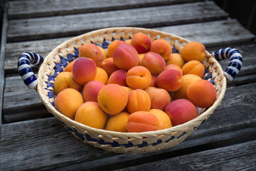 fresh harvest of apricots, picked at a summer day and placed in a basket
